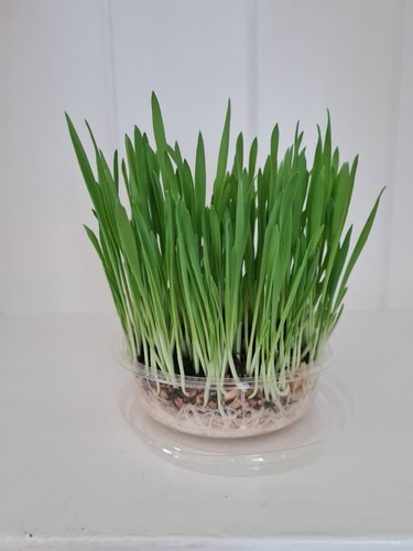 Wheatgrass seeds fast - –,