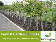 Spiral Rabbit Guards for plant